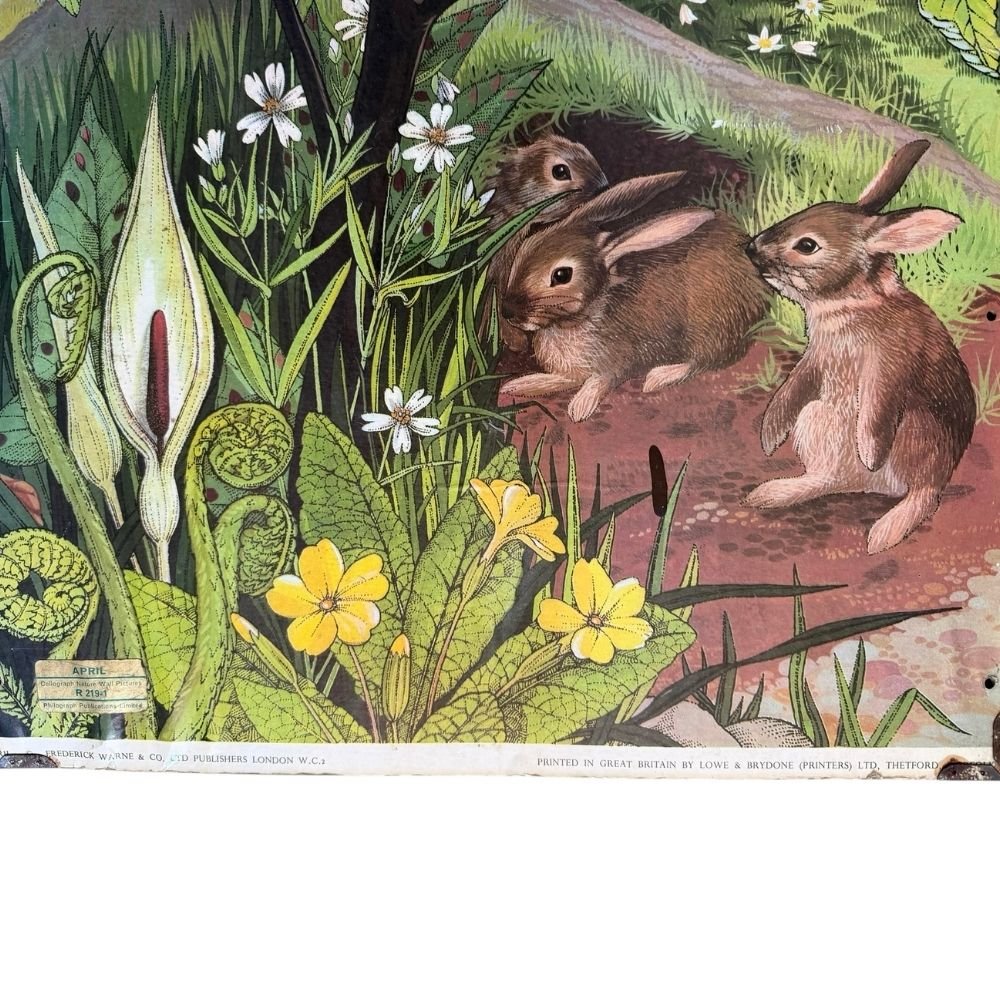 Child's double-sided nature wall poster c.1960-70s H74 X W46cm - Florrie