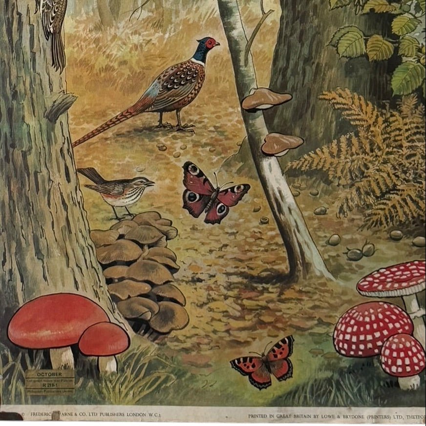 Child's double-sided nature wall poster c.1960-70s H74 X W46cm - Florrie