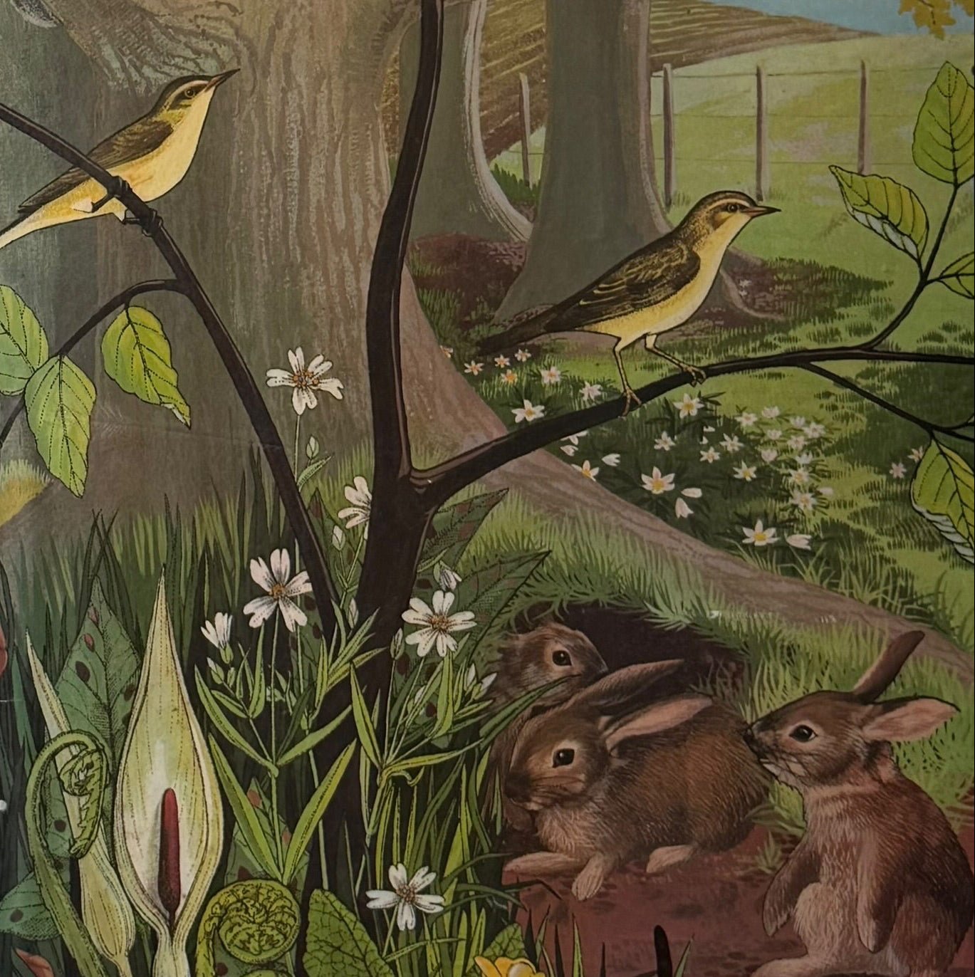 Child's double-sided nature wall poster c.1960-70s H74 X W46cm - Florrie