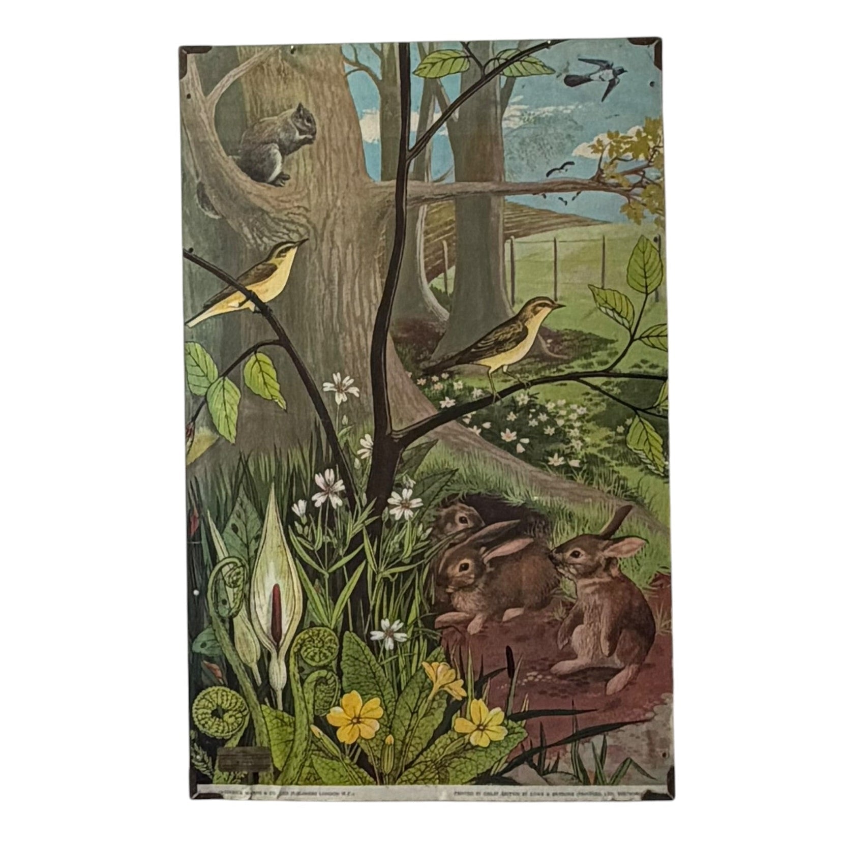 Child's double-sided nature wall poster c.1960-70s H74 X W46cm - Florrie