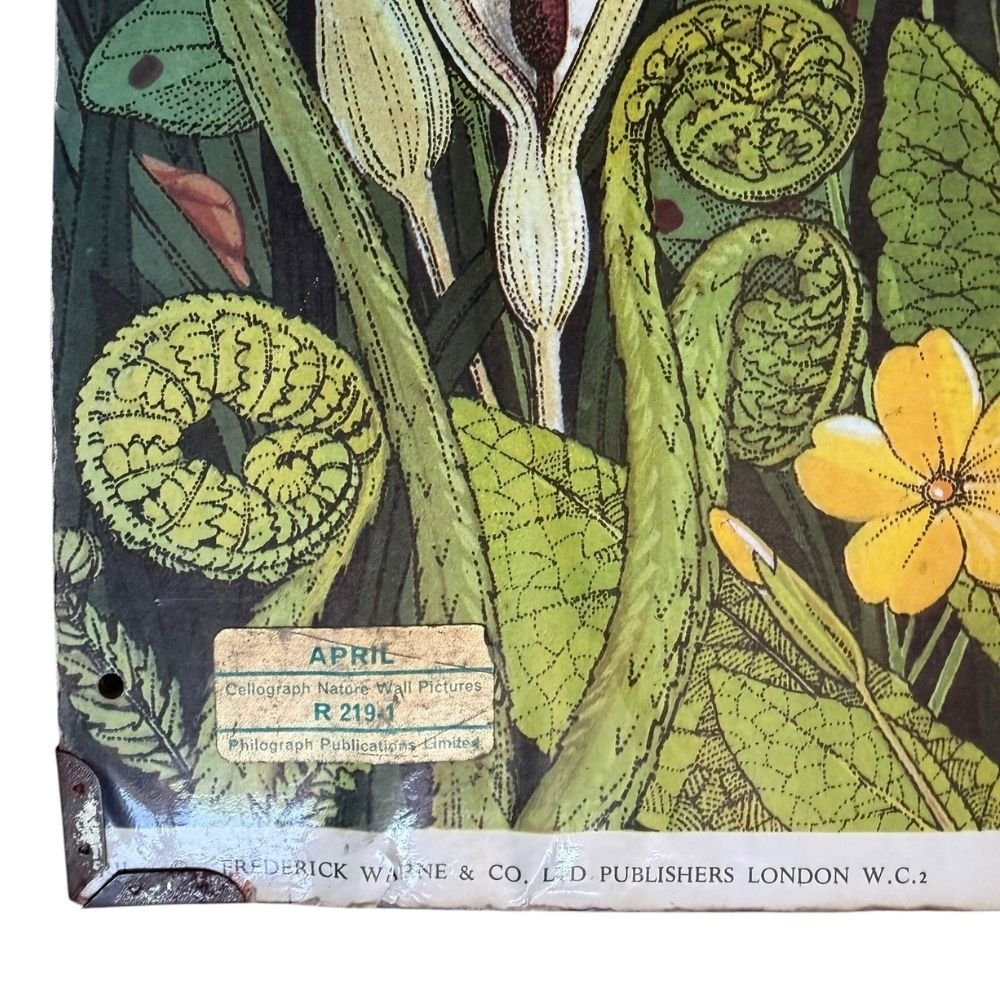 Child's double-sided nature wall poster c.1960-70s H74 X W46cm - Florrie