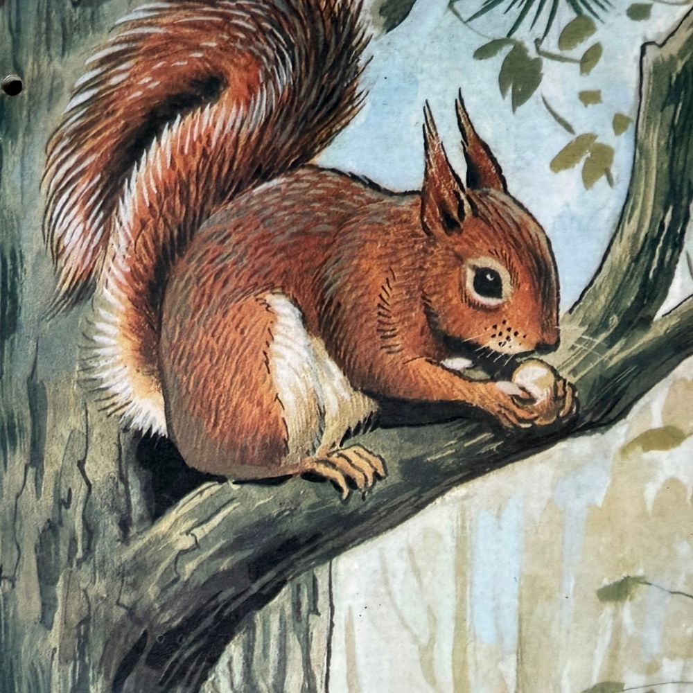 Child's double-sided nature wall poster c.1960-70s H74 X W46cm - Florrie