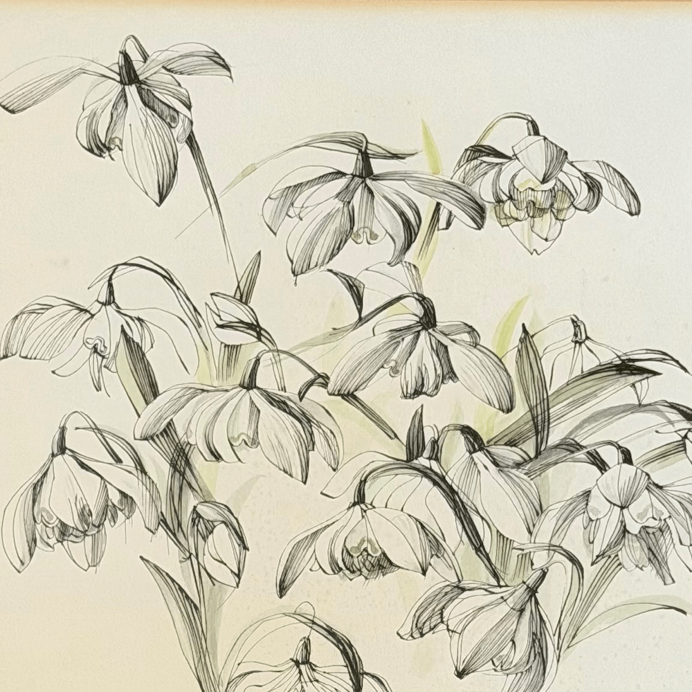 Original pen and watercolour drawing of snowdrops - Florrie